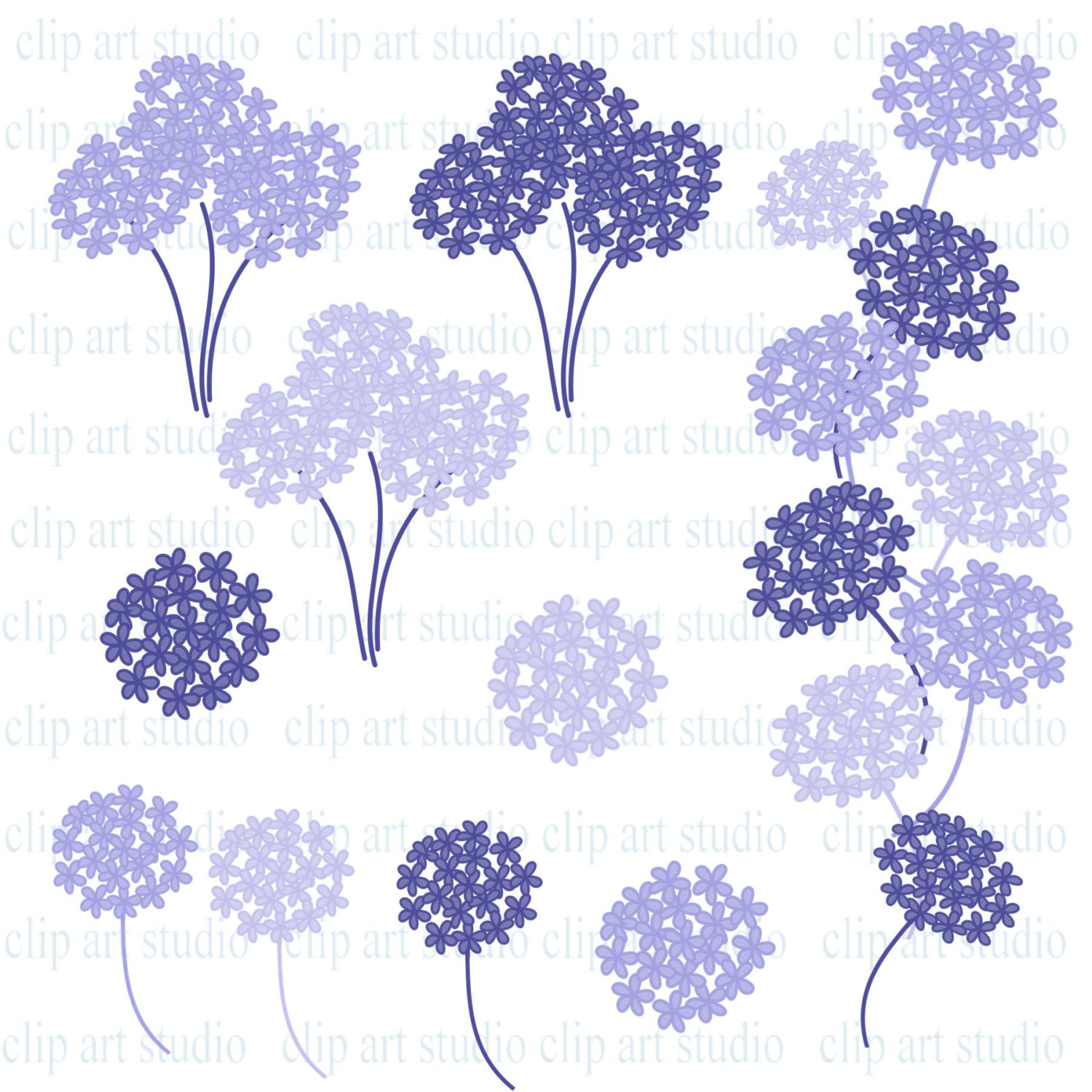 Hydrangea Clipart.