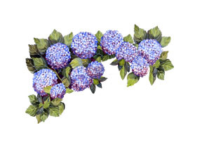 Hydrangea clip art.