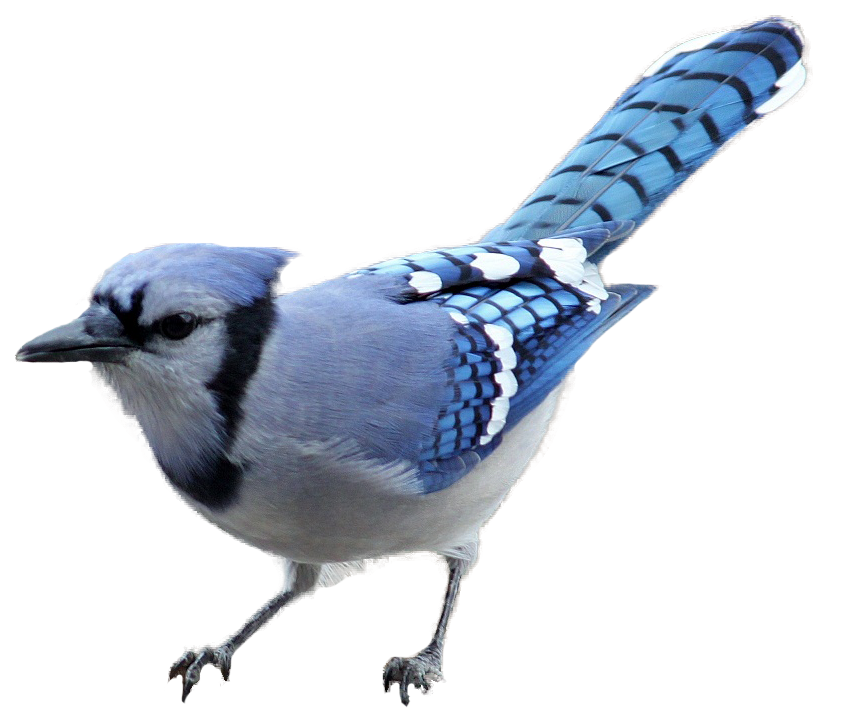 Blue jay clipart 20 free Cliparts | Download images on Clipground 2021