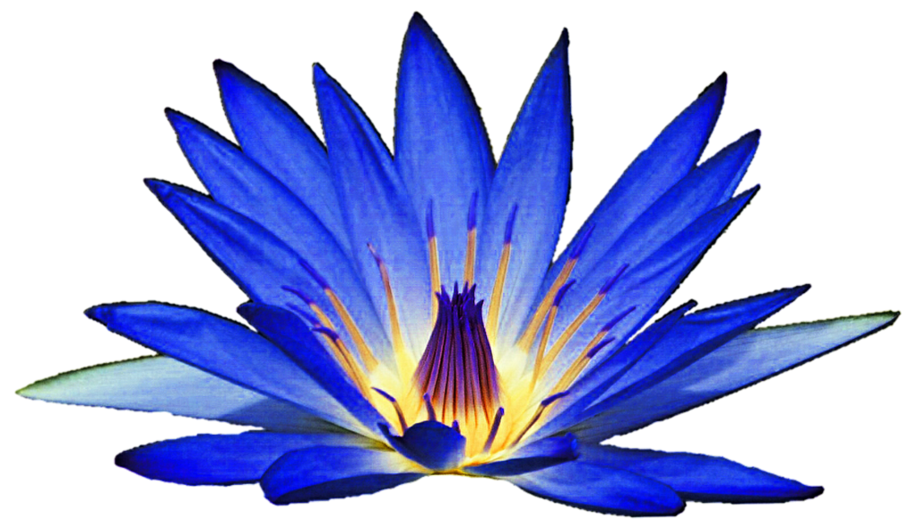 Blue Water Lily Flower Clipart.