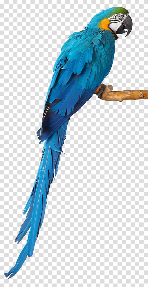 blue macaw clipart 10 free Cliparts | Download images on Clipground 2021