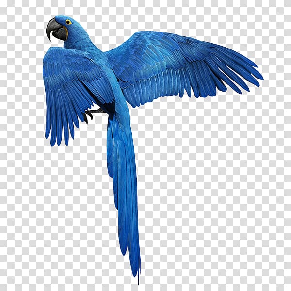 Blue macaw , Bird Parrot Feather Golden parakeet, Blue.