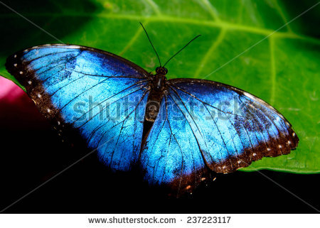 Blue Morpho Morpho Peleides Big Butterfly Stock Foto 407651284.