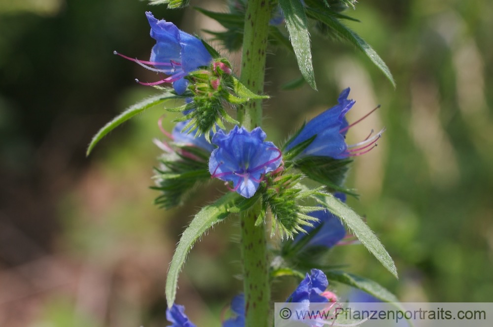 Boraginaceae.