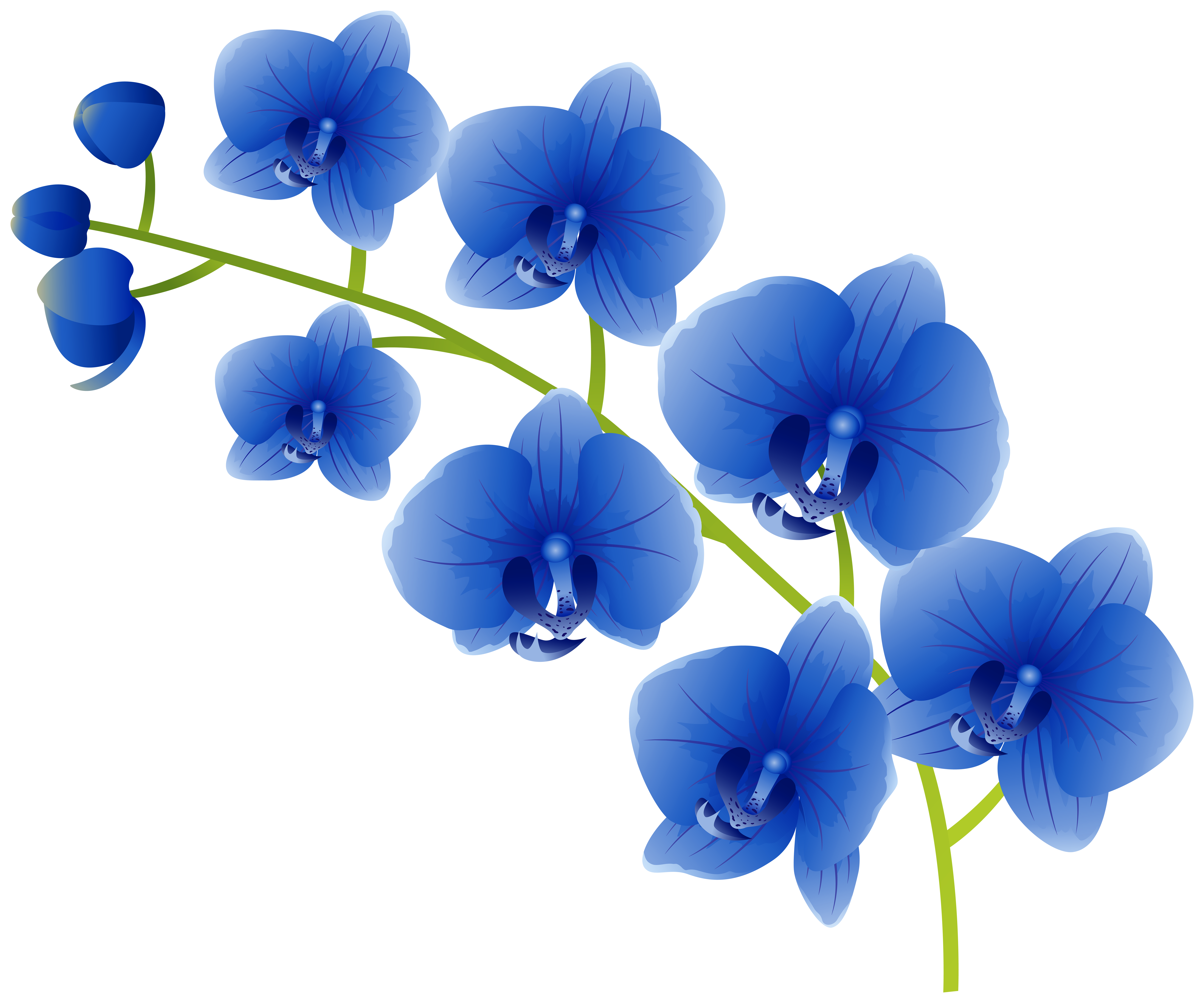 Blue Orchids PNG Clipart.