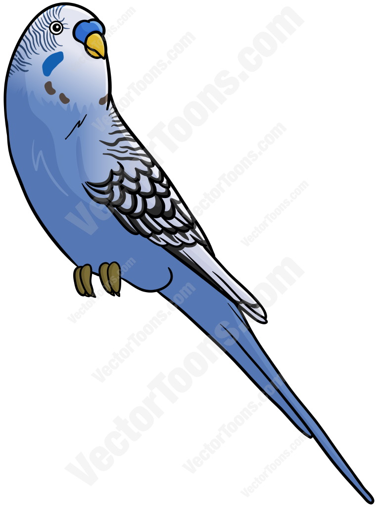 Parakeet cliparts.