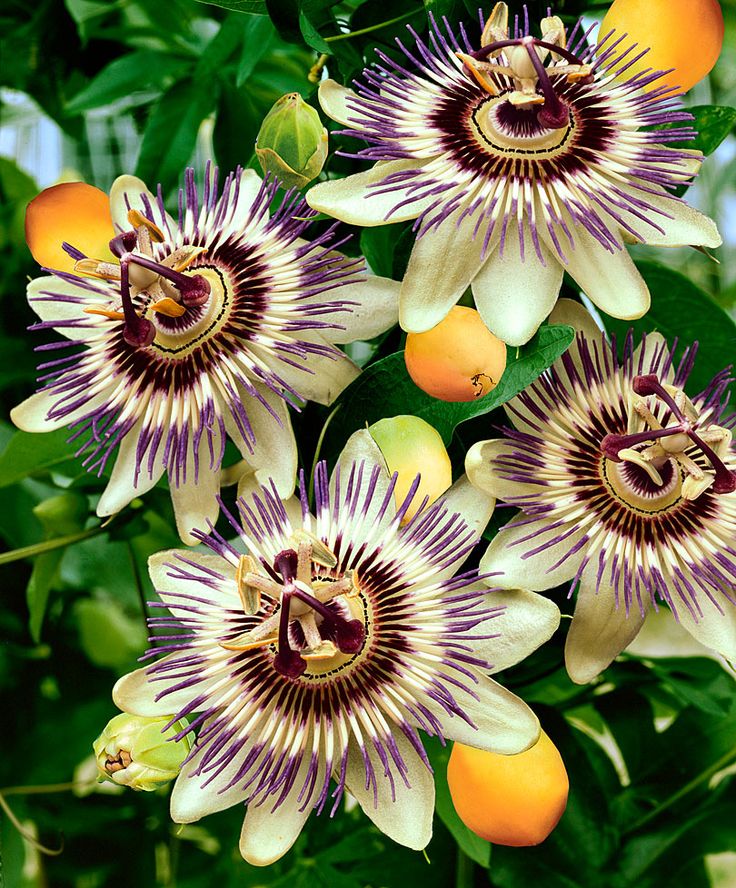 1000+ images about passiflora on Pinterest.