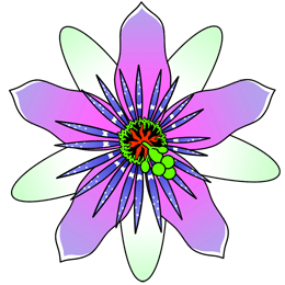 How to Draw a Passionflower.