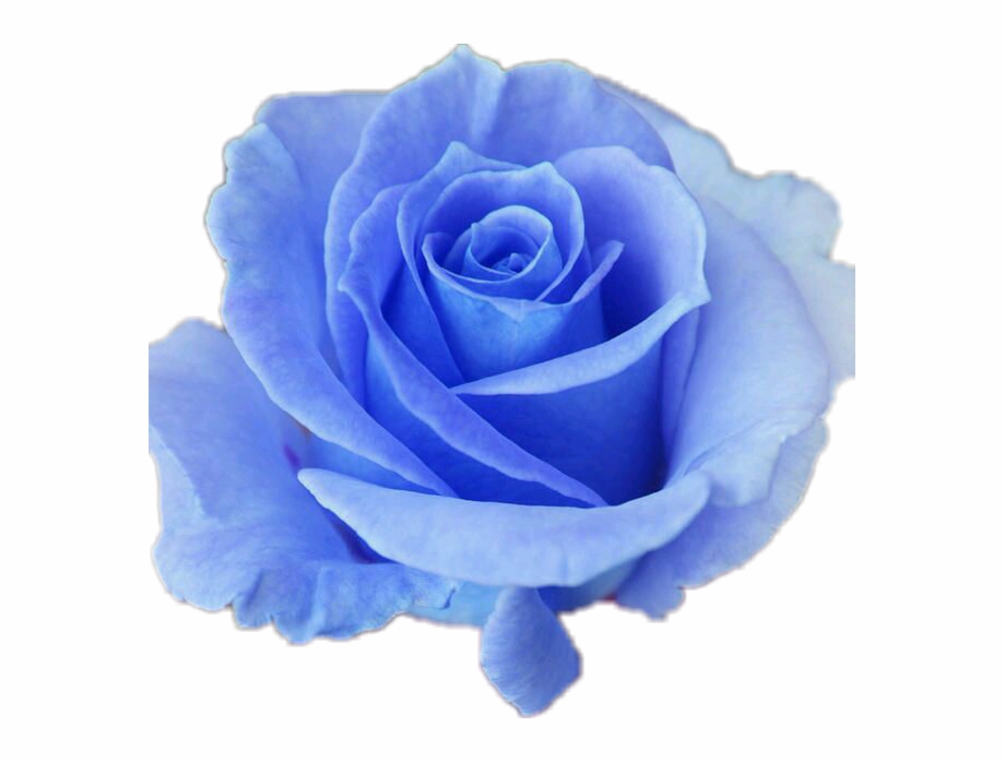 blue roses png 20 free Cliparts | Download images on Clipground 2024
