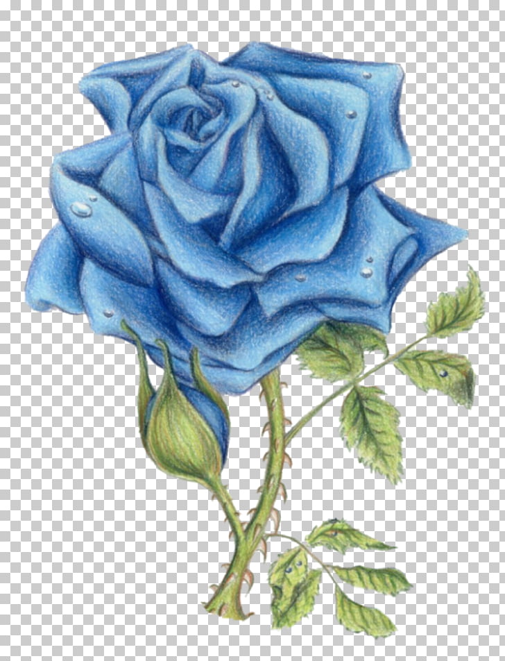 Blue rose Sureños Garden roses Mexican Mafia, Lilac rose PNG clipart.