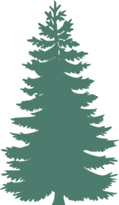 Blue spruce clipart.