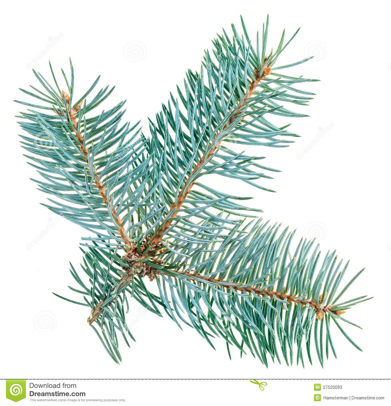 Blue spruce clipart.
