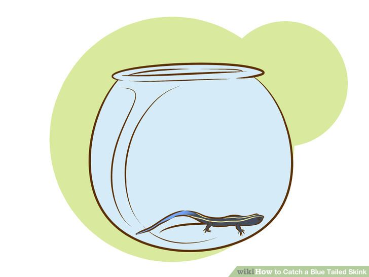 3 Ways to Catch a Blue Tailed Skink.