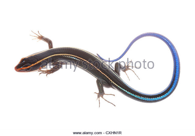 Blue Tail Skink Stock Photos & Blue Tail Skink Stock Images.
