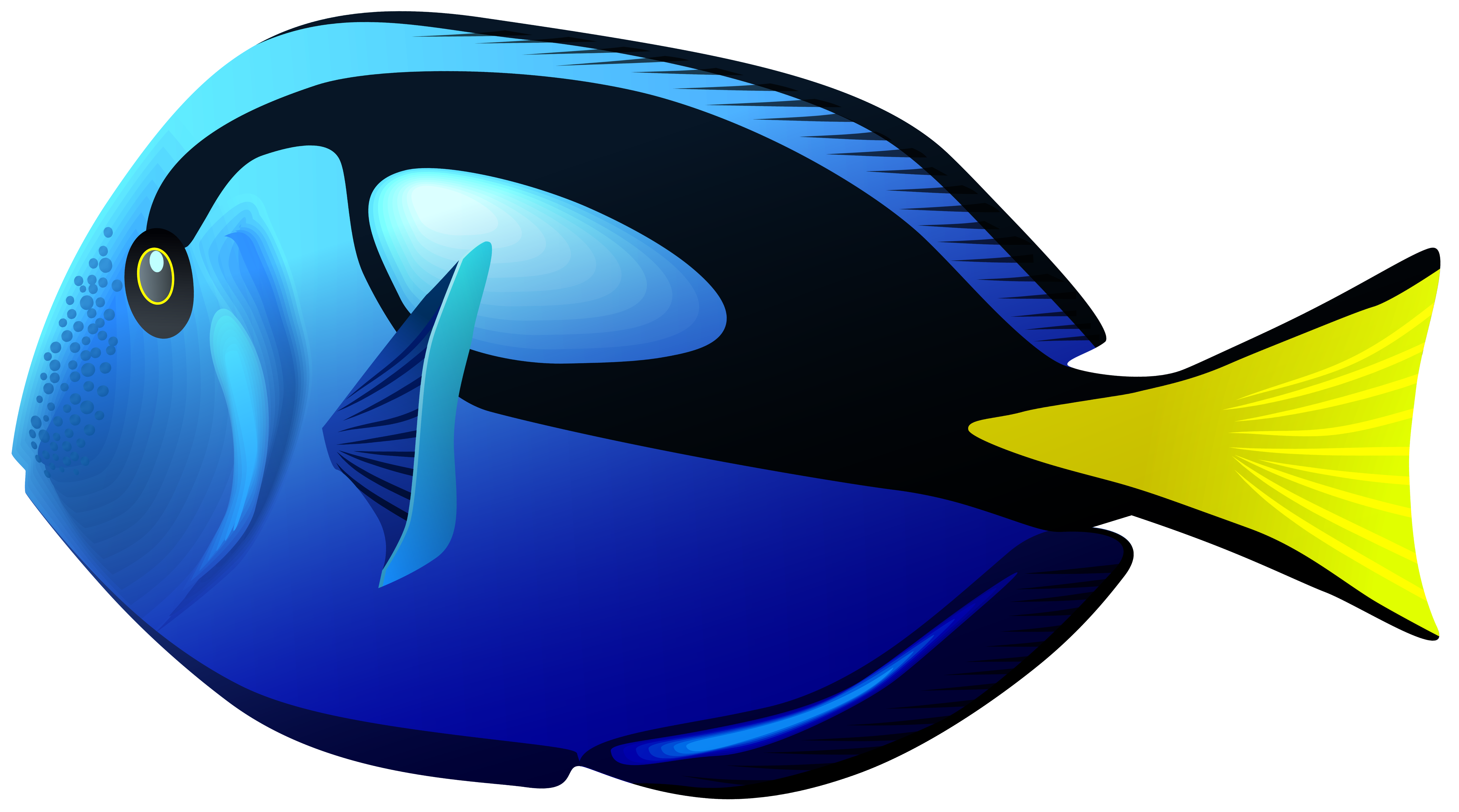 Blue Tang Fish PNG Clipart.
