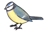 Blue Tit Bird Clipart.