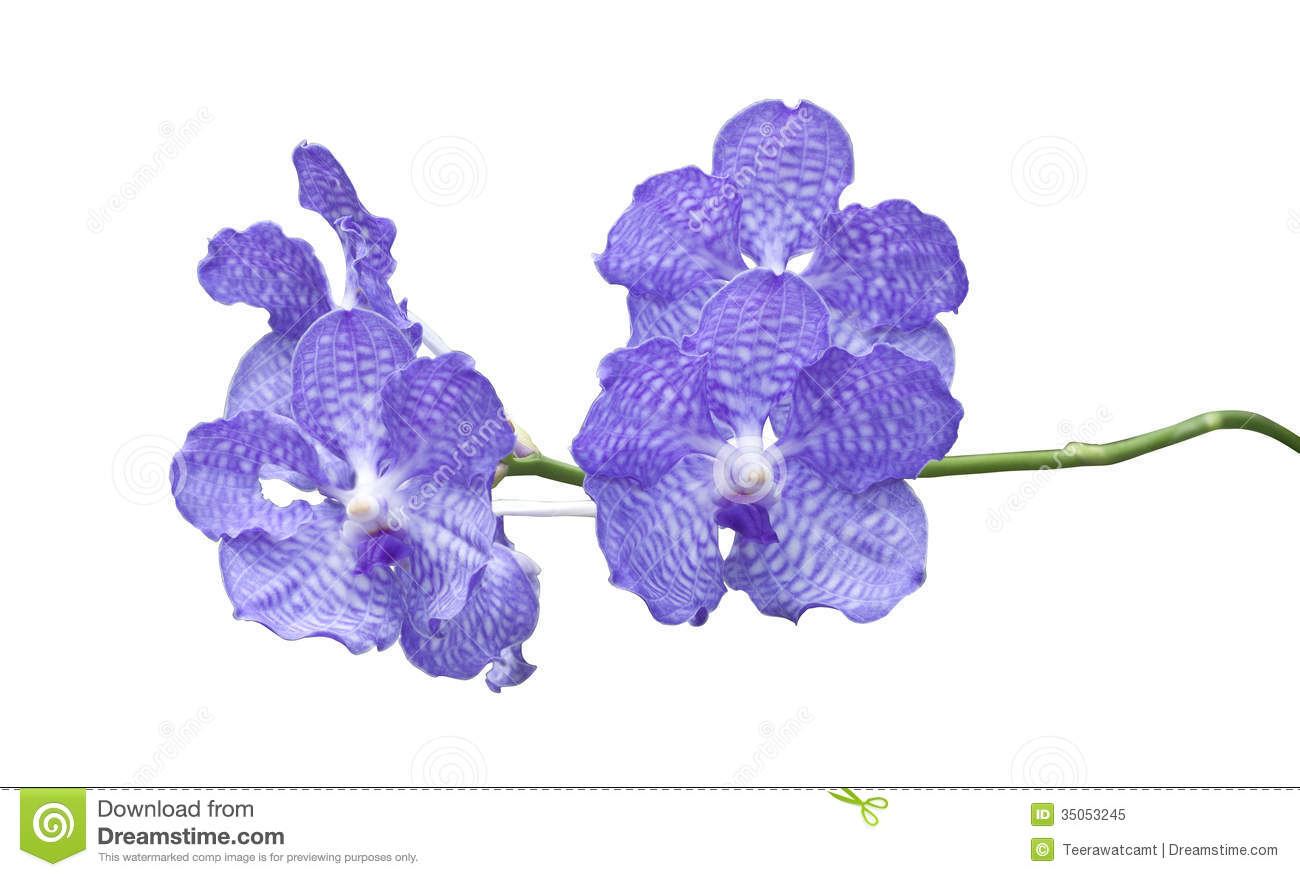 eletragesi: Blue Orchid Vector Images.