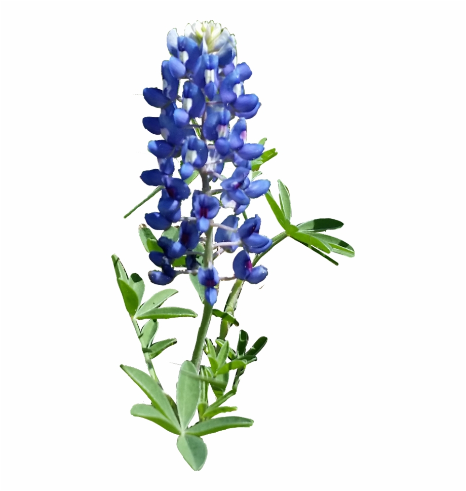 Texas Bluebonnet Free PNG Images & Clipart Download #2705799.