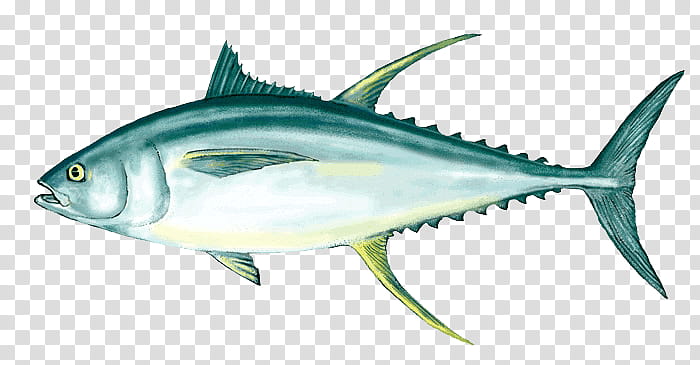 Shark Fin, Tuna Fish Sandwich, Bigeye Tuna, Yellowfin Tuna.