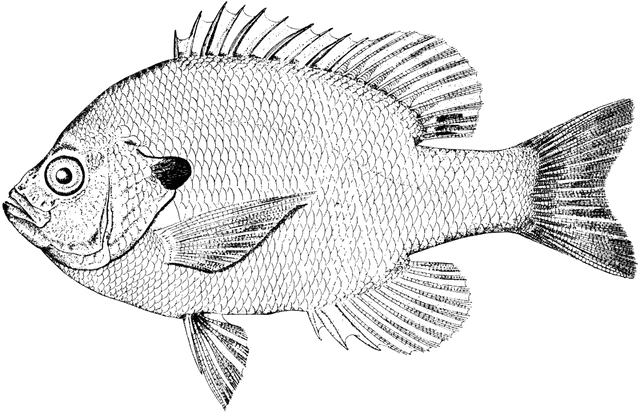 Bluegill Sunfish.