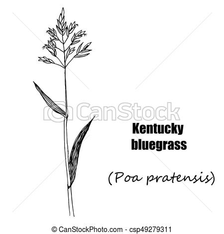 Kentucky bluegrass.