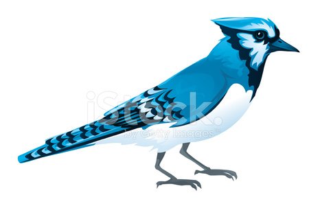 bluejay clipart 20 free Cliparts | Download images on Clipground 2024