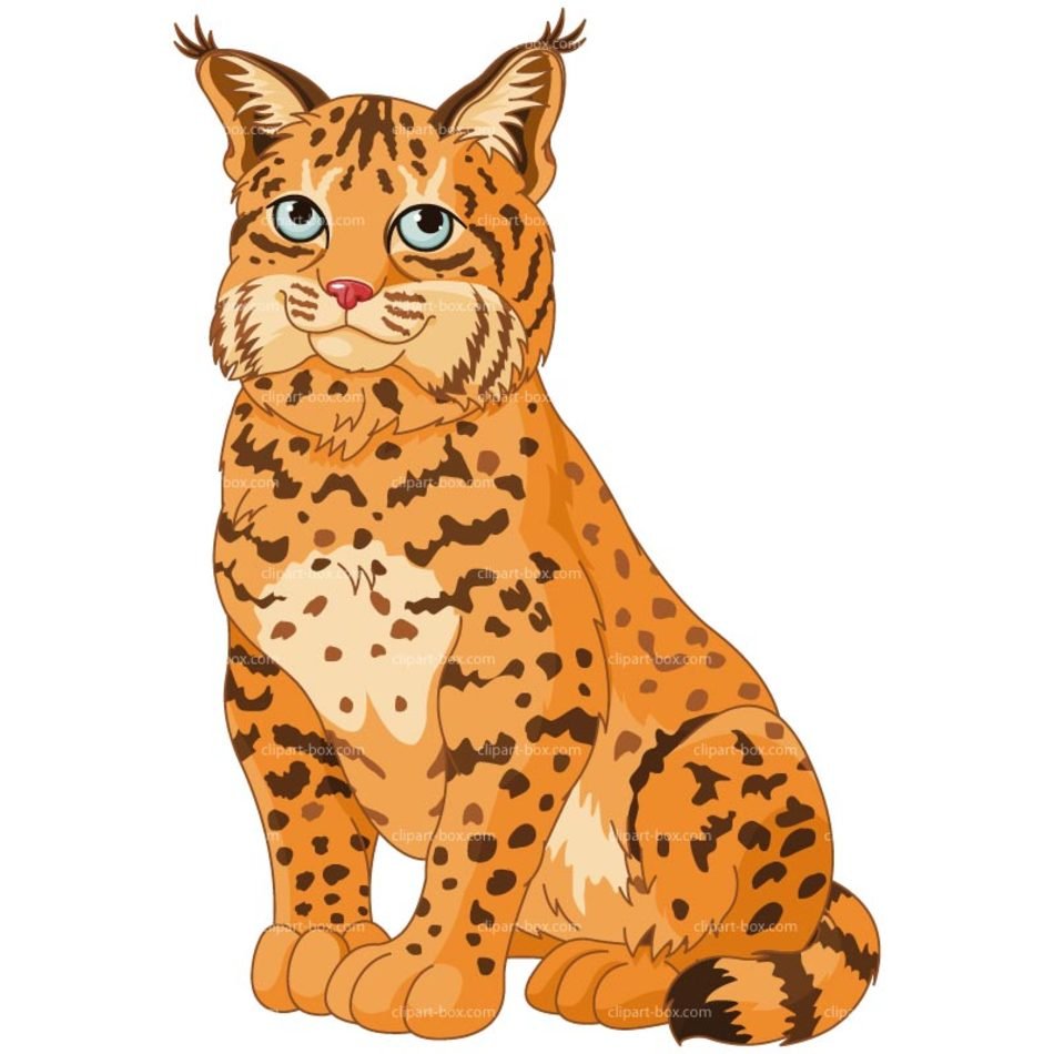 bobcat clip art 20 free Cliparts | Download images on Clipground 2024