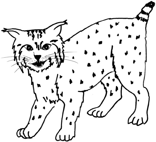 Free Simple Bobcat Cliparts, Download Free Clip Art, Free.