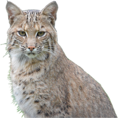 bobcat png 20 free Cliparts | Download images on Clipground 2024