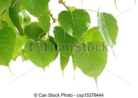 Bodhi leaf Stock Photo Images. 420 Bodhi leaf royalty free images.