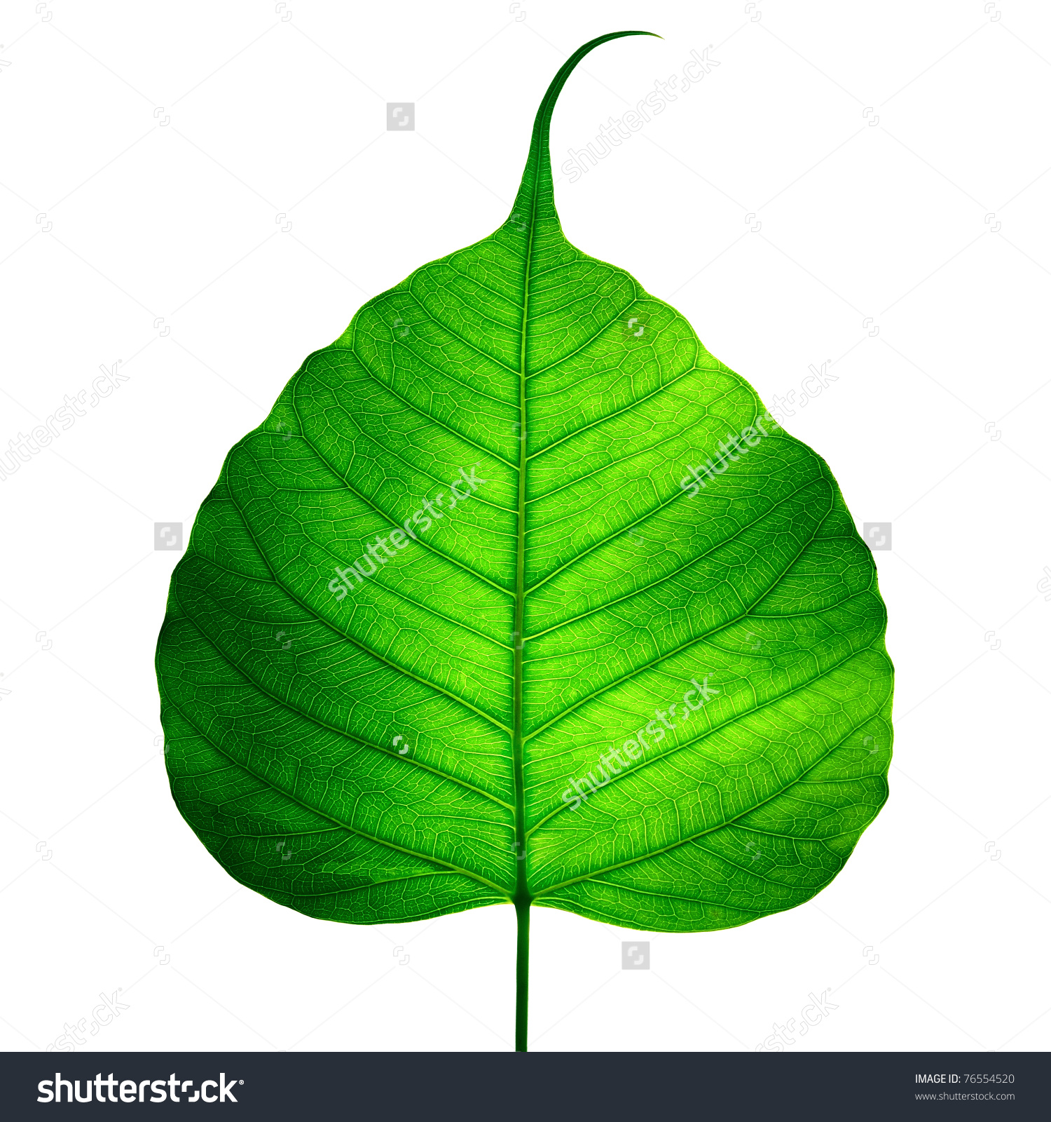 Green Leaf Vein Bodhi Leaf On Stock Photo 76554520.