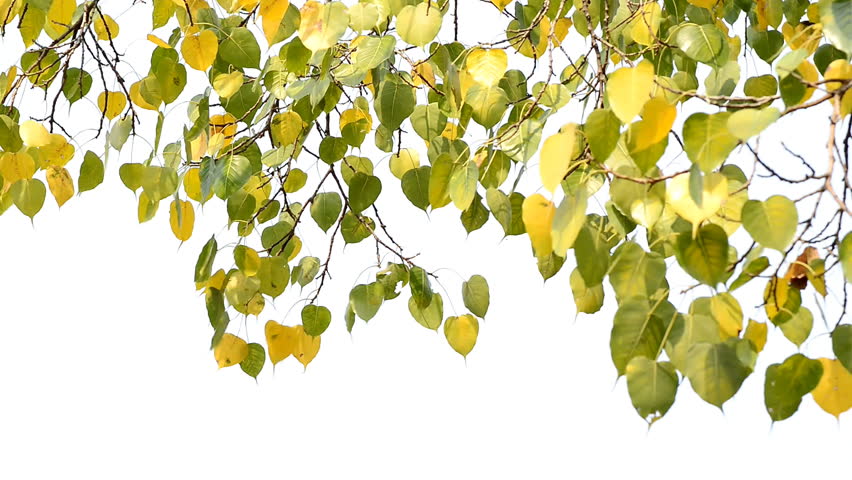 Bodhi Leaf Stock Footage Video.