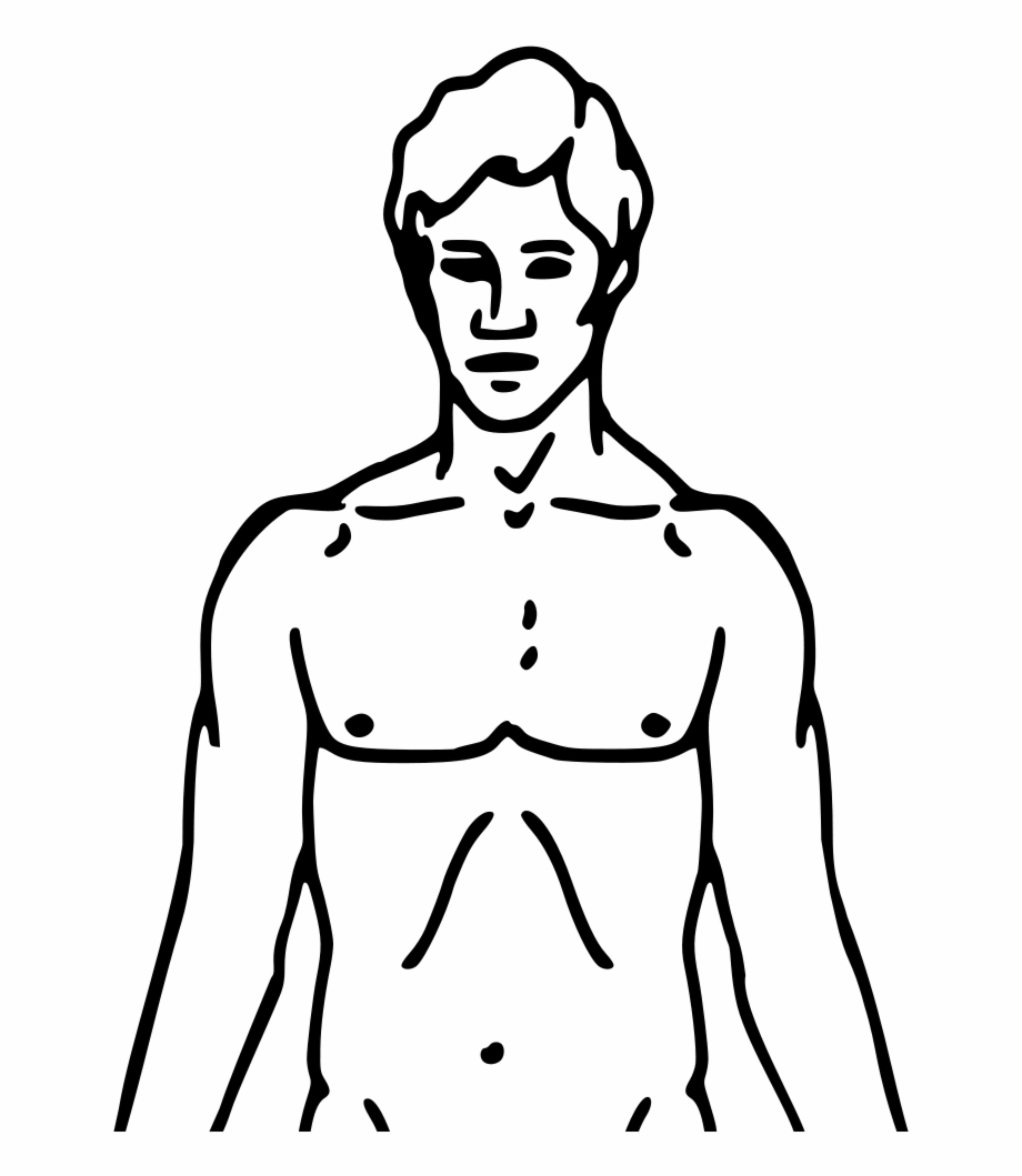 Body clipart chest, Body chest Transparent FREE for download.