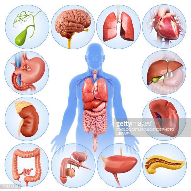 body organs clipart 18 free Cliparts | Download images on Clipground 2022