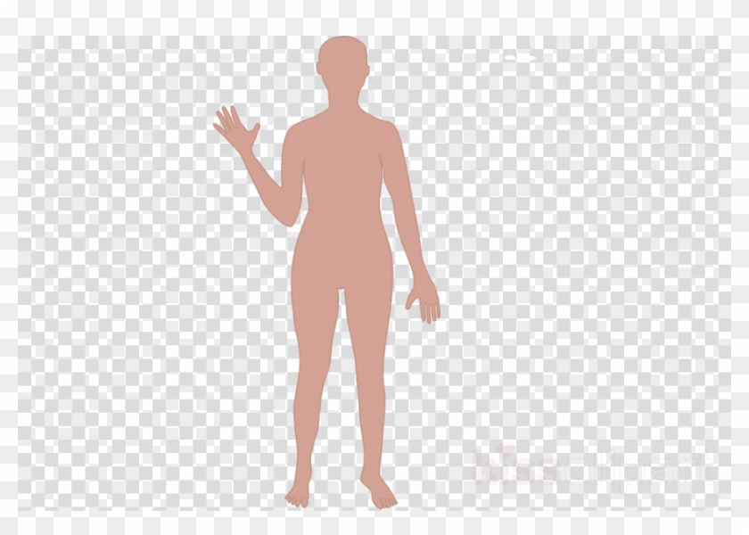 Cartoon Human Body Outline Clipart Human Body Drawing.