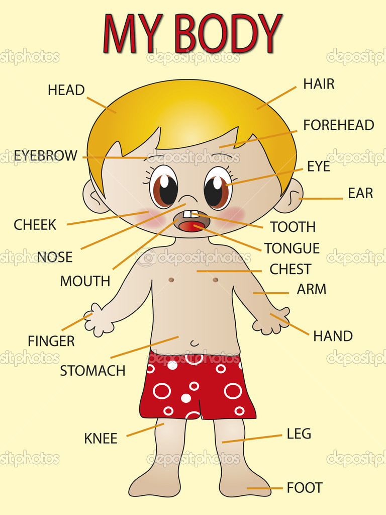 My Body Parts Clipart.