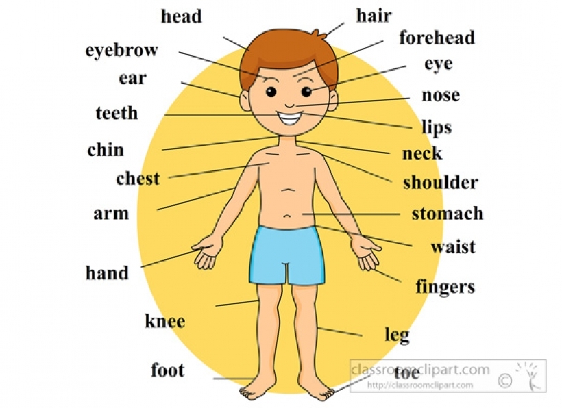 Body Parts With Pictures : Human Body Picture Outline And Organs - The