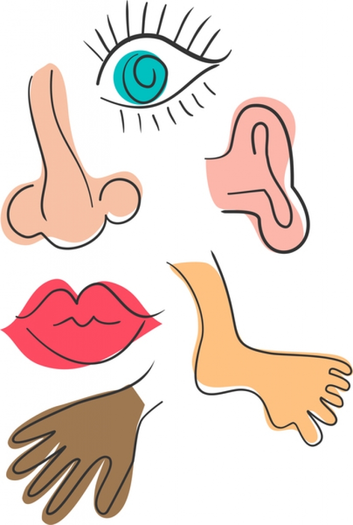 929 Body Parts free clipart.