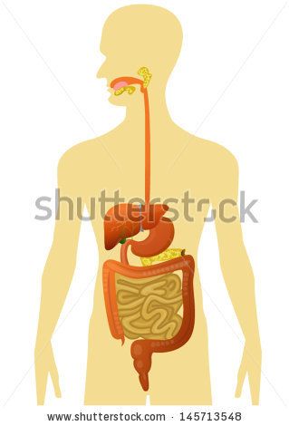 Digestive System Clip Art.