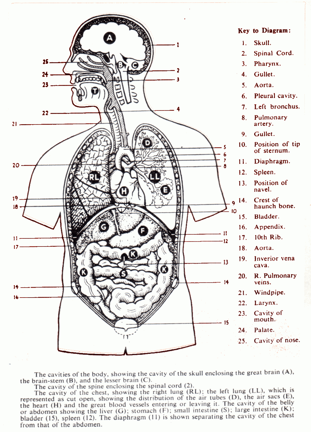 Organs In The Body Cavities - lab at College of Southern Idaho - StudyBlue