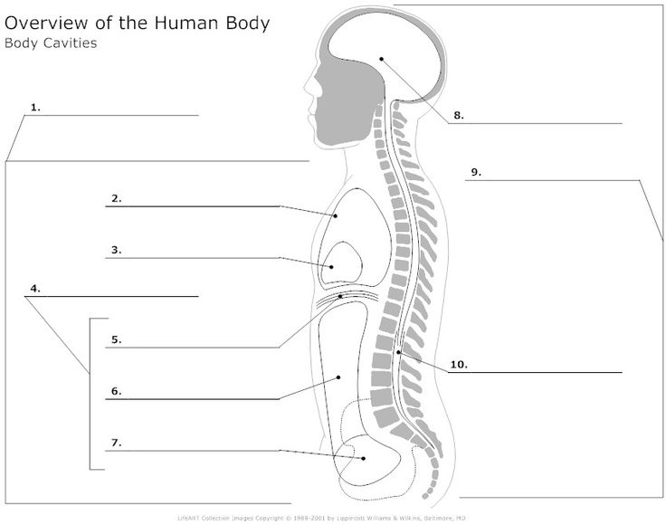 body regions clipart for ap 20 free Cliparts | Download ...