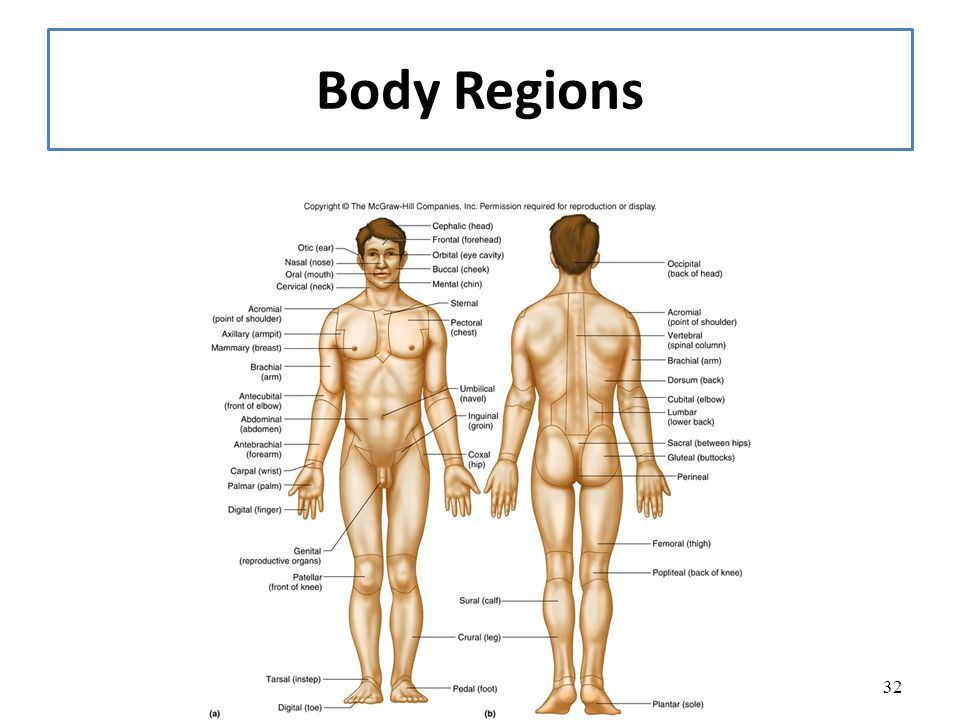 Body Regions Clipart For Ap 20 Free Cliparts Download Images On 