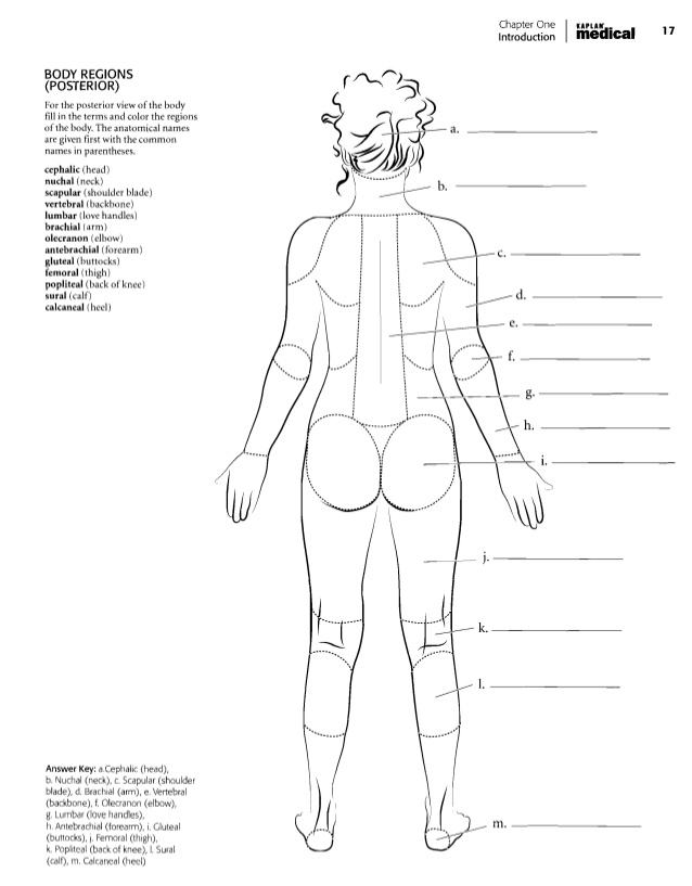 Body Regions Worksheet Photos.