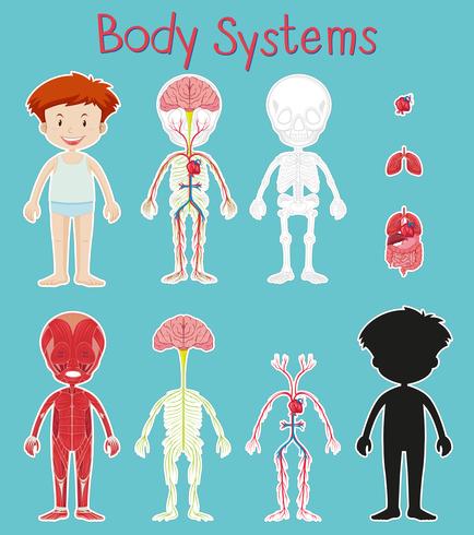 Boy and body system chart on blue background.