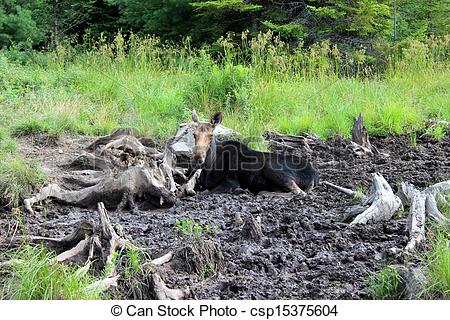 Stock Photography of Moose lying down in cool mud of bog.