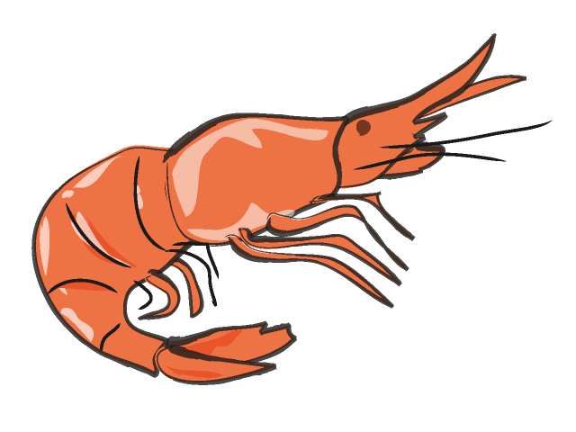 Cooked shrimp clipart free images.