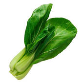 Picture of Raw baby bok choy x75341757.