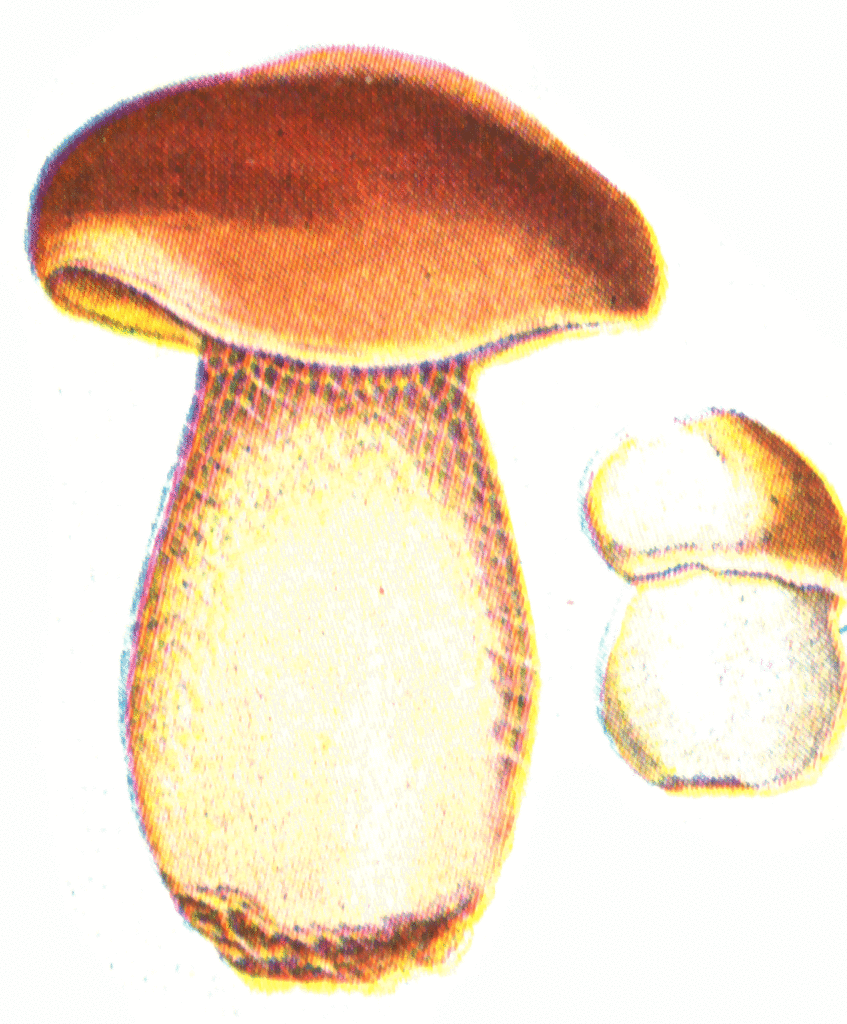 Boletus Mushroom.