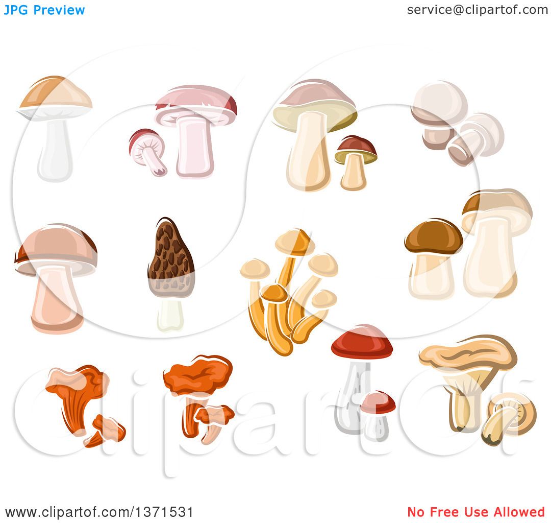 Clipart of Chanterelle, Brown Cap, Birch, Pine, King Bolete.