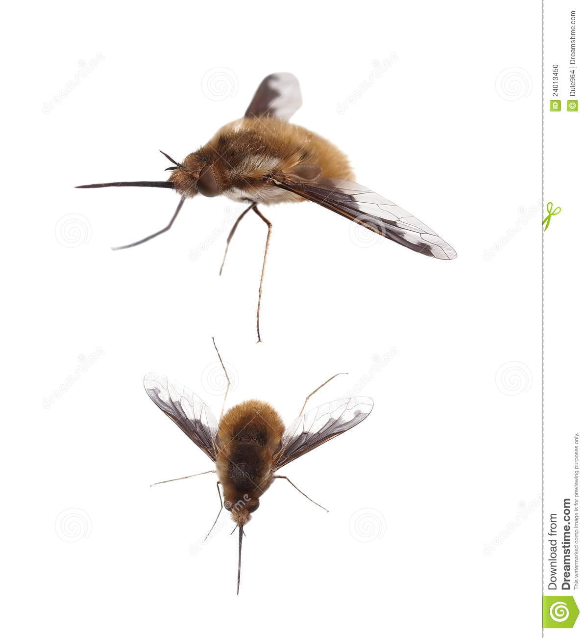 Bee Fly, Bombylius Major, Isolated On White Stock Photo. Bee Fly, Bombylius Major, Isolated On White Stock Photo.